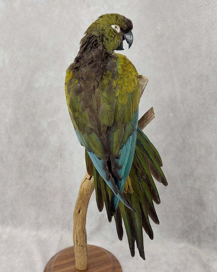 Home  Avian Obsession Taxidermy by Eliana Rose